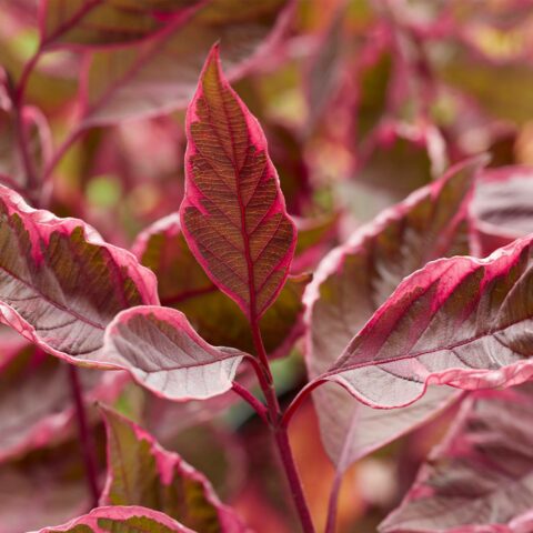 Cornus alba "Miracle"