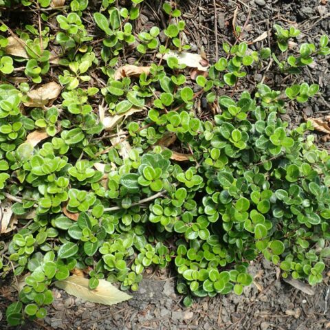 Lonicera crassifolia "Little Honey"