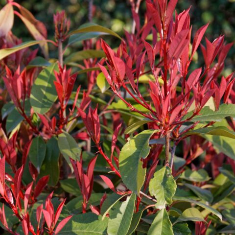 Photinia x fraseri "Red Robin"