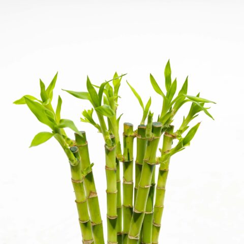 Lucky bamboo dritto - venduta 1 pianta