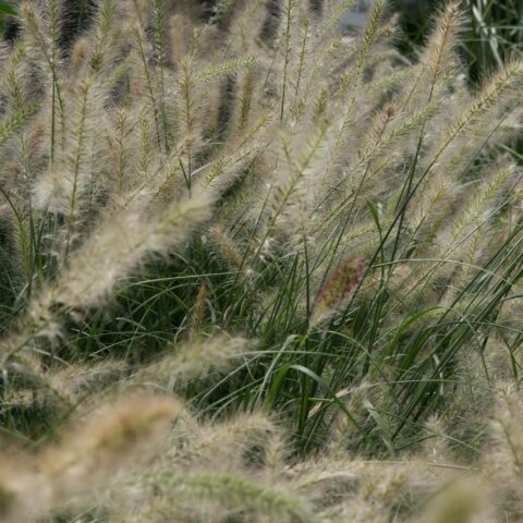 Pennisetum alopecuroides