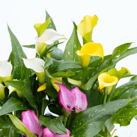 Zantedeschia in variet