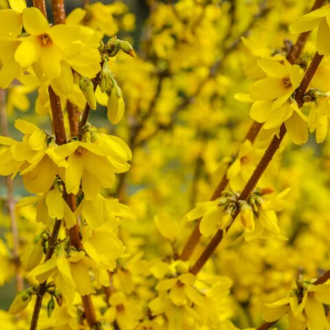 Forsythia x intermedia "Minigold"