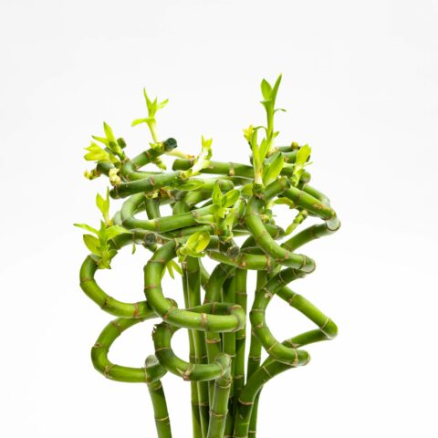 Lucky bamboo spirale - venduta 1 pianta