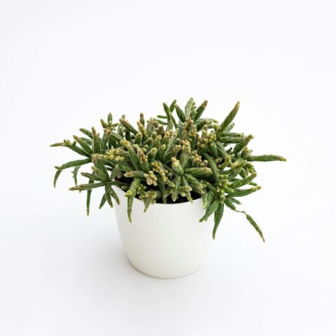 Rhipsalis baccifera subsp. horrida