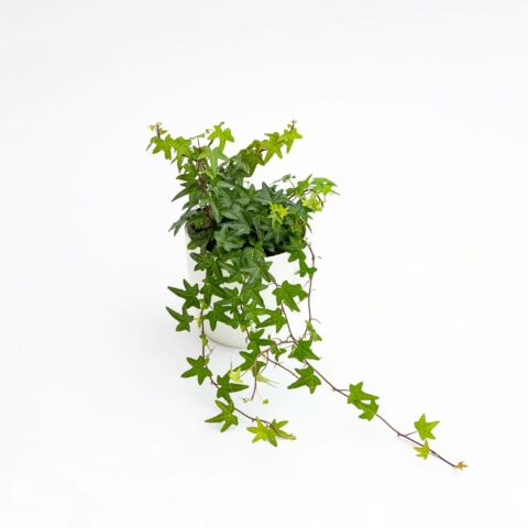 Hedera helix "Jacobine"