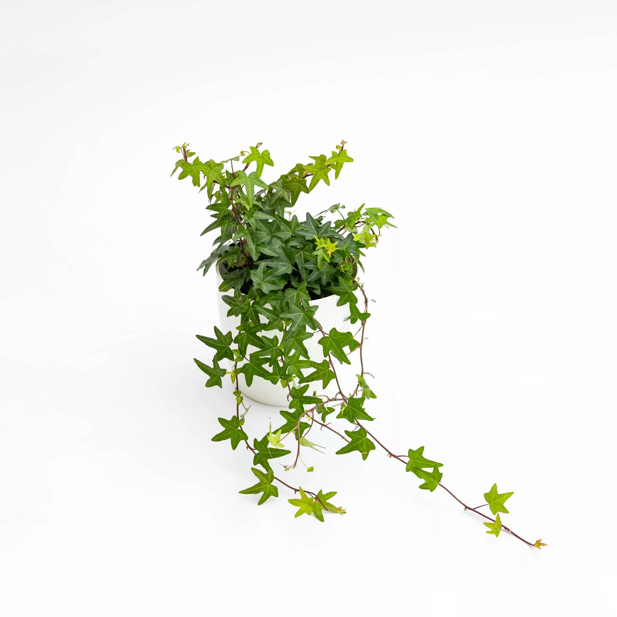 Hedera helix "Jacobine"