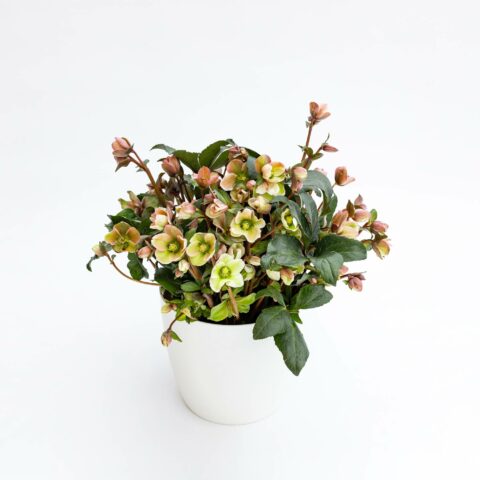 Helleborus "Angel Glow"