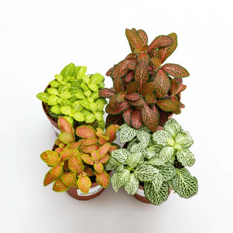 Fittonia in variet