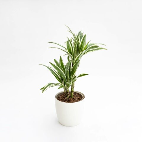 Dracaena fragrans "White Stripe"
