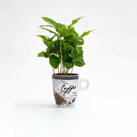 Coffea arabica + tazza scritte