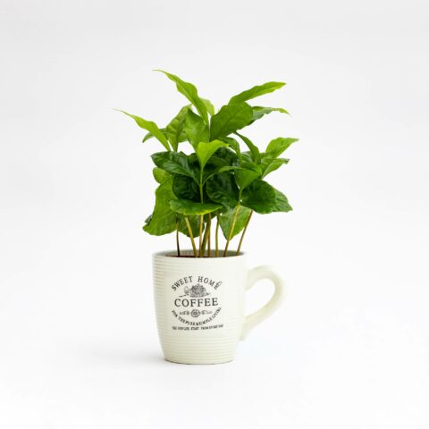 Coffea arabica + tazza bianca