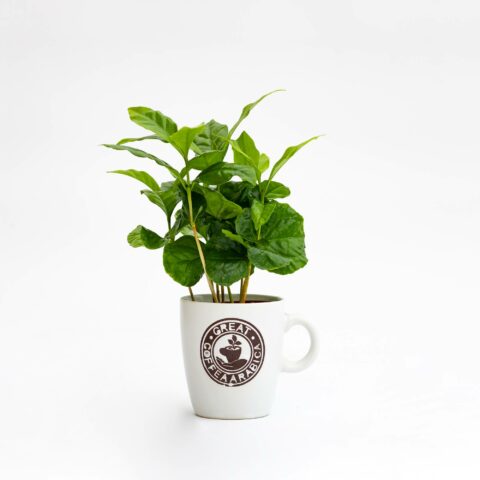 Coffea arabica + tazza colorata