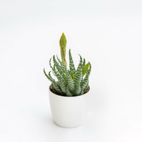 Aloe humilis