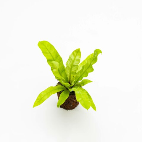 Asplenium nidus "Crispy Wave" Baby Plant