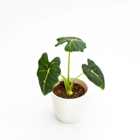 Alocasia micholitziana "Frydek"