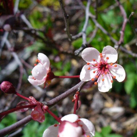 Prunus x cistena