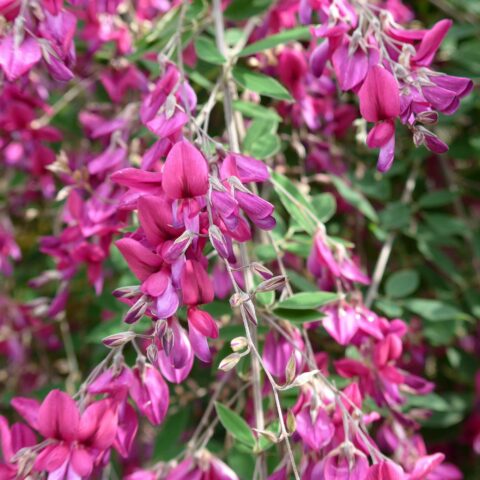 Desmodium penduliflorum
