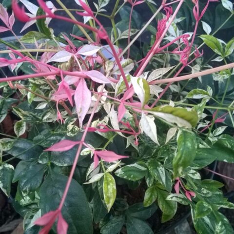 Nandina domestica "Twilight"