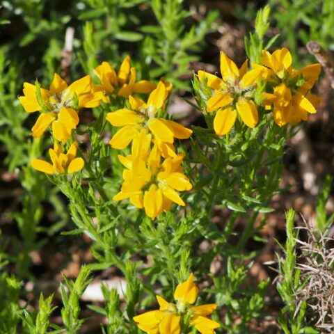 Genista hispanica