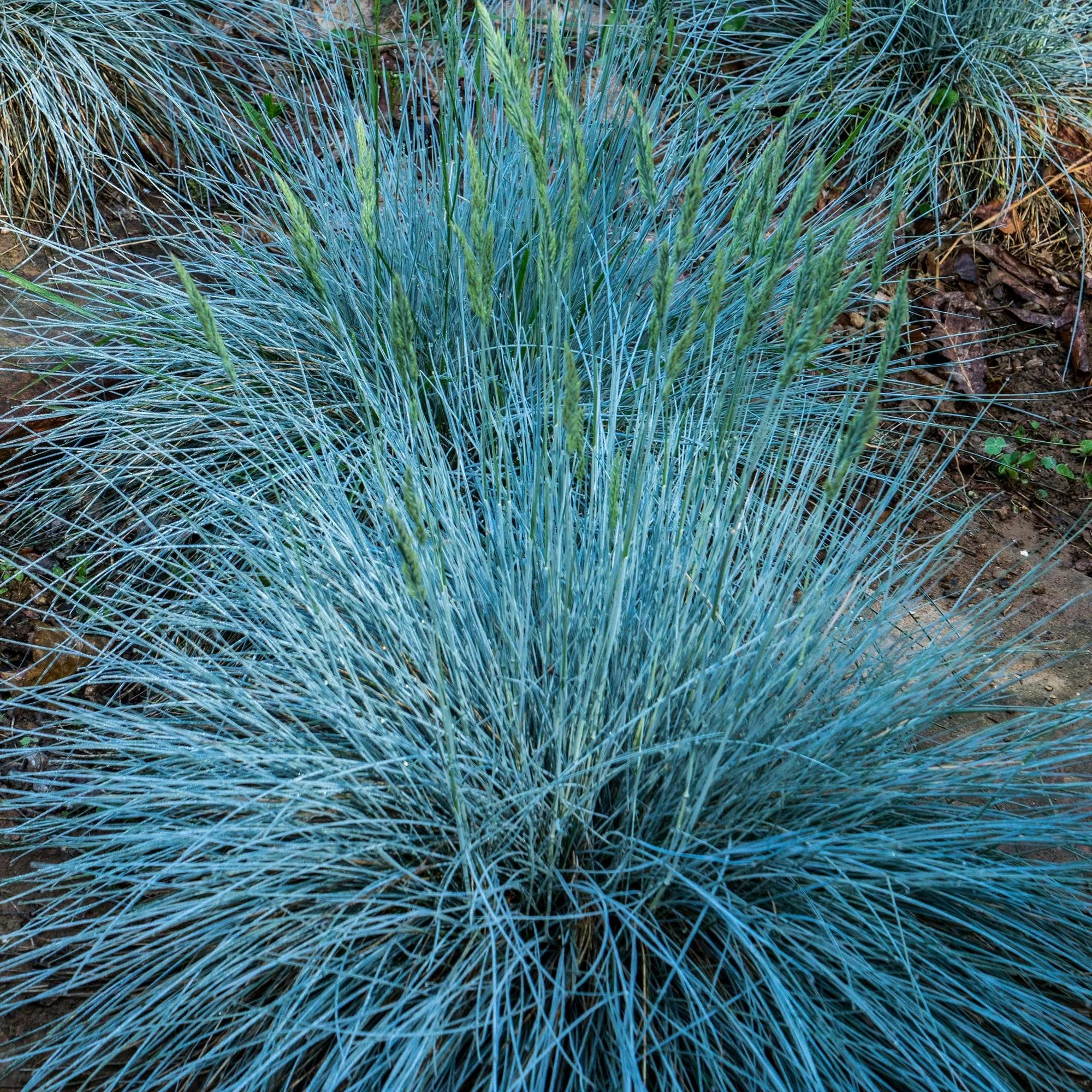 Festuca glauca "Intense Blue"