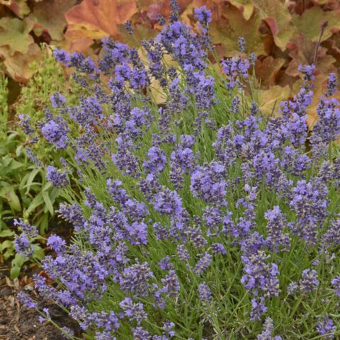 Lavandula angustifolia "Essence Purple"
