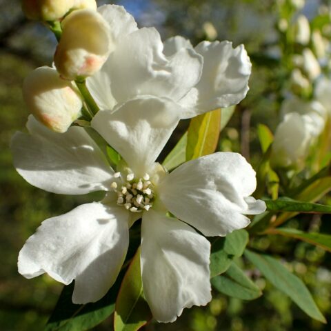 Exochorda racemosa "Niagara"