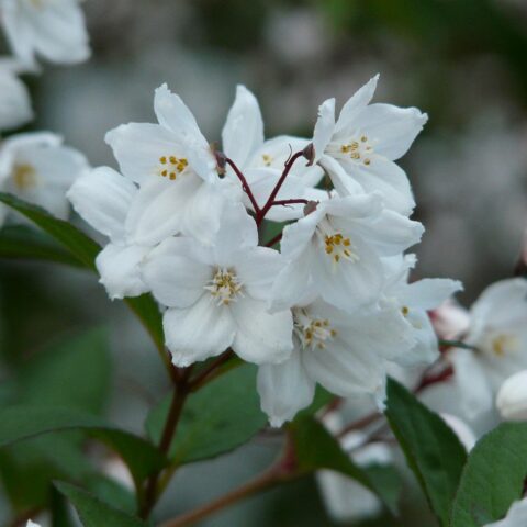 Deutzia x rosea "Yuki Snowflake"