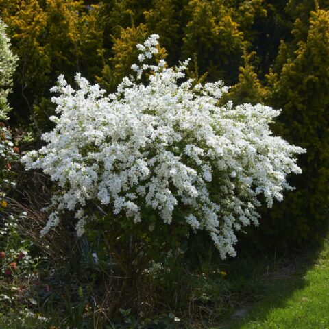 Exochorda x macrantha "The Bride"