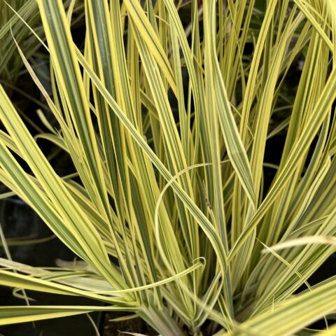 Cortaderia selloana "Splendid Star"