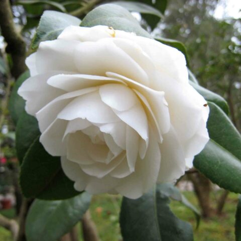 Camellia japonica "Nuccio's Gem"