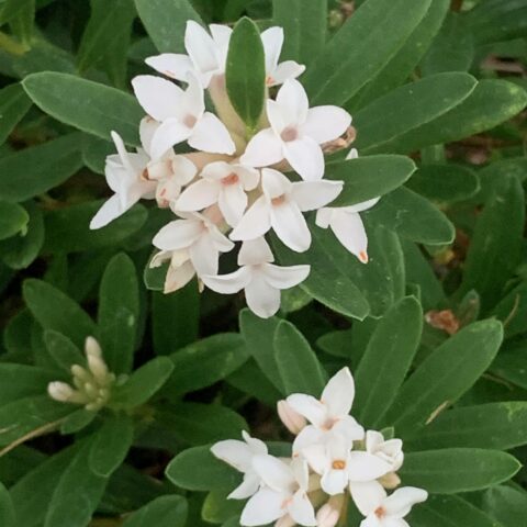 Daphne "Eternal Fragrance"