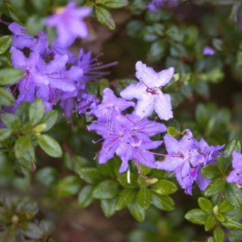 Azalea impeditum "Arctic Blue"