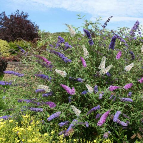 Buddleja davidii "Tricolor"