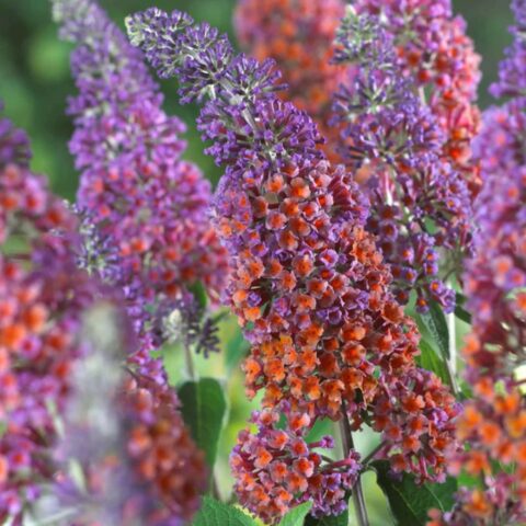 Buddleja x weyeriana "Flower Power"