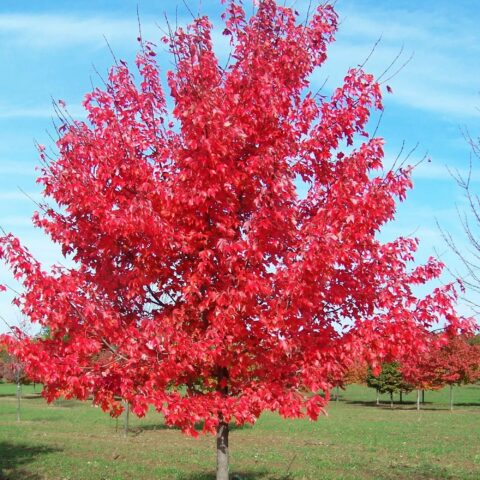 Acer rubrum "Summer Red"