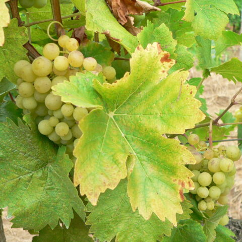 Uva da tavola bianca "Perla di Csaba"