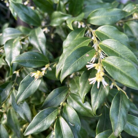 Sarcococca ruscifolia