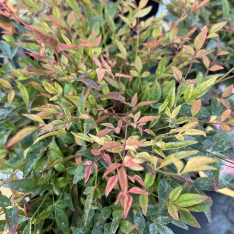 Nandina domestica "Gulf Stream"