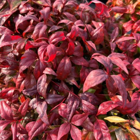 Nandina domestica "Fire Power"