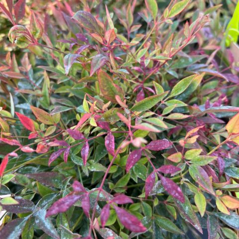 Nandina domestica "Red Light"