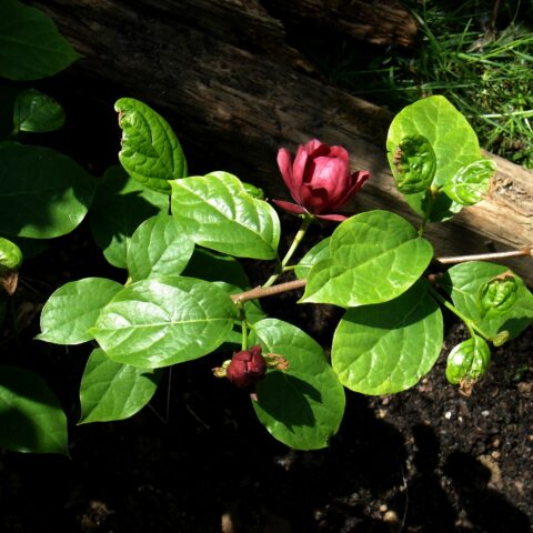 Sinocalycanthus x raulstonii "Hartlage Wine"
