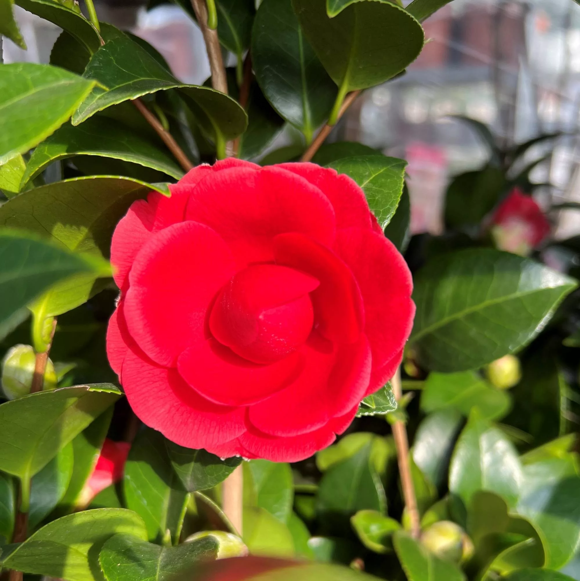 Camellia japonica "Black Lace"