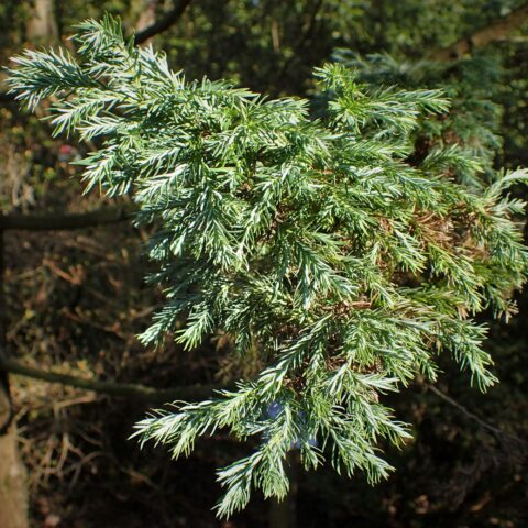 Chamaecyparis pisifera "Boulevard"