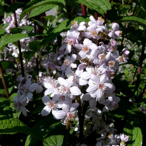 Deutzia "Mont Rose"