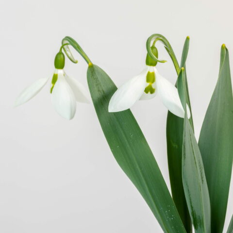 Galanthus elwesii