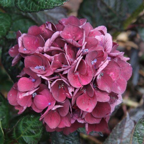 Hydrangea macrophylla "Merveille Sanguine"