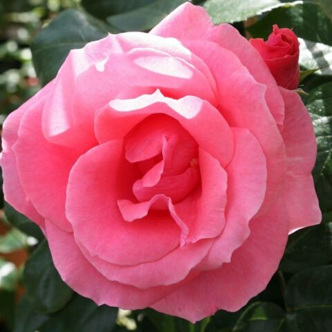Lawinia