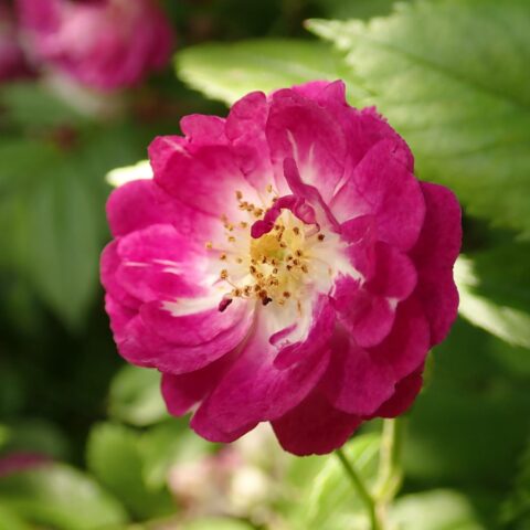 Perennial Blue