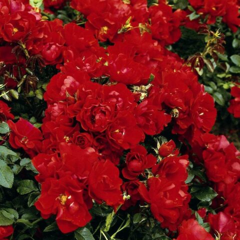 Red Mirato